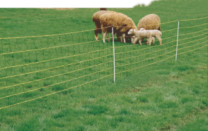 siatka-dla-owiec-dl-50m-wys-90cm