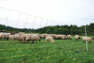 siatka-dla-owiec-horinetz-super-dl-50m-wys-105cm