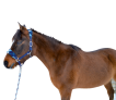 kantar-z-miekka-wysciolka-trzy-razy-regulowany-pony-niebieski